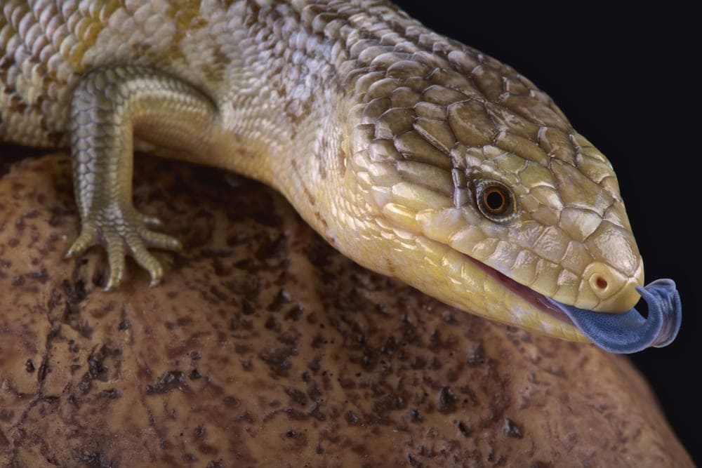 Blue Tongue Skink close