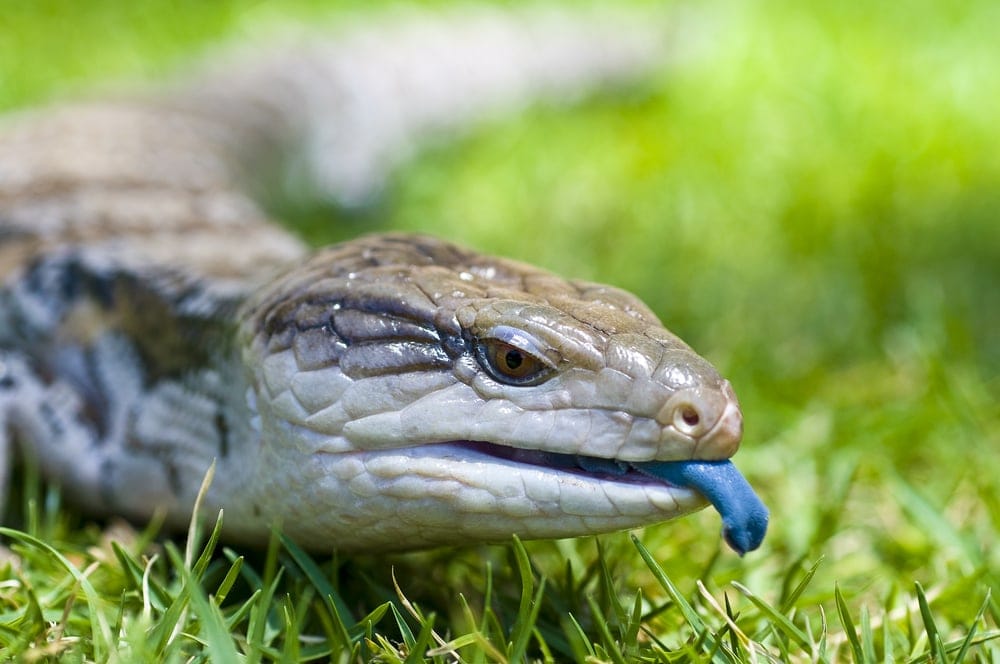 blue tongue skink plush