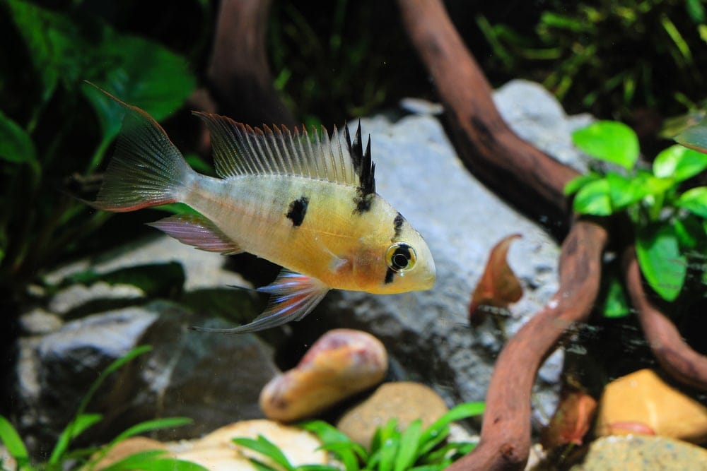 Bolivian Ram