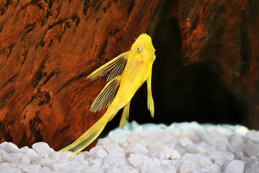 Bristlenose Plecostomus