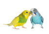Budgie Parakeet Care Guide - Diet, Lifespan & More