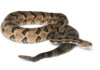 10 North American Rattlesnakes