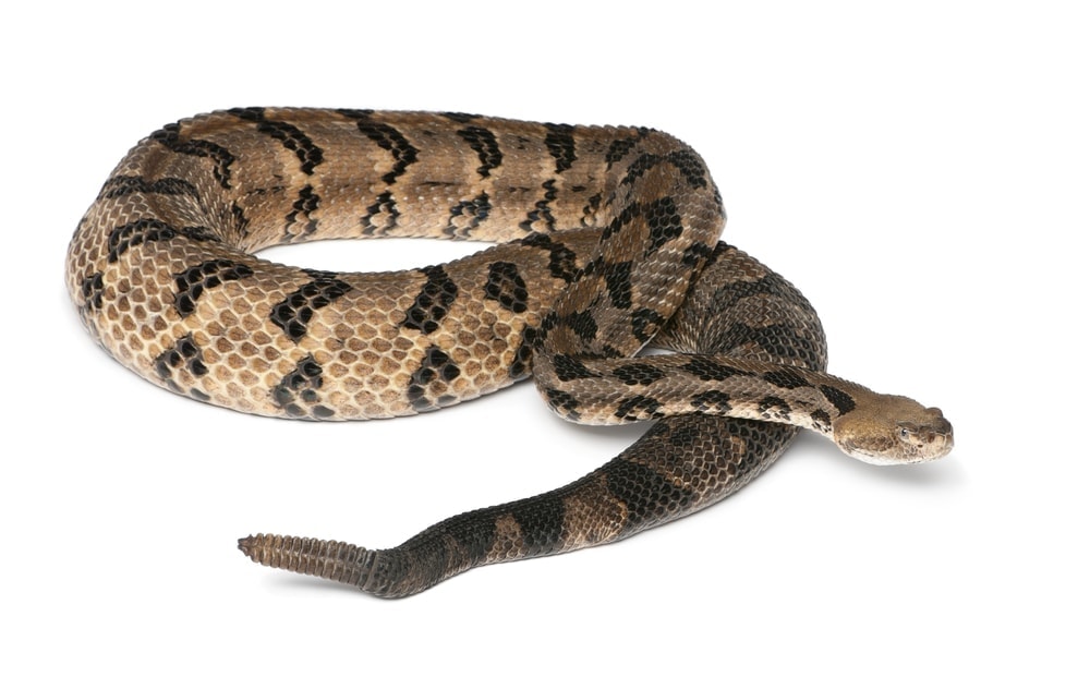 10 North American Rattlesnakes » Petsoid