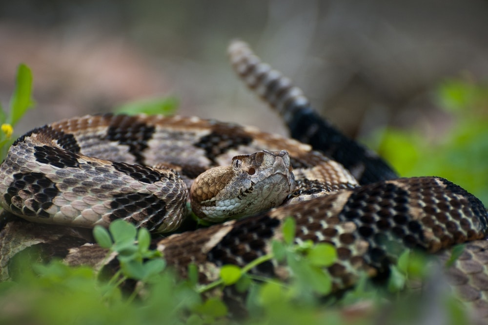 Canebrake Rattlesnake