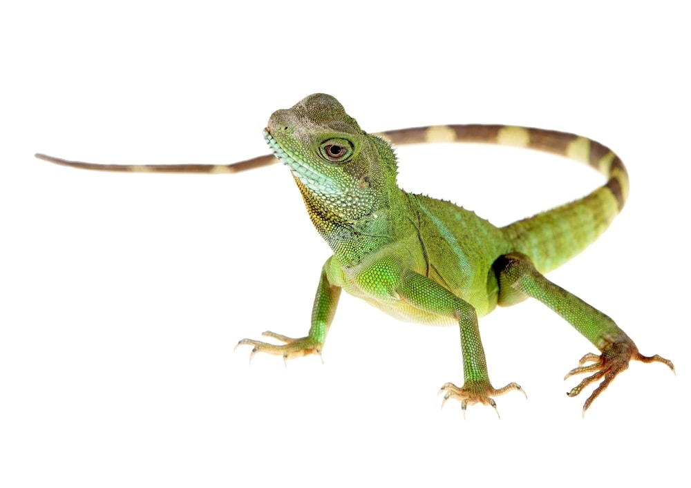 Chinese Water Dragon Care Guide & Prices » Petsoid