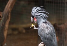 Cockatoo Care Guide - Types, Lifespan & More
