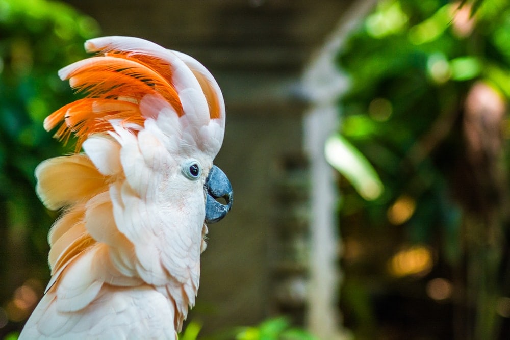 kinds of cockatoos