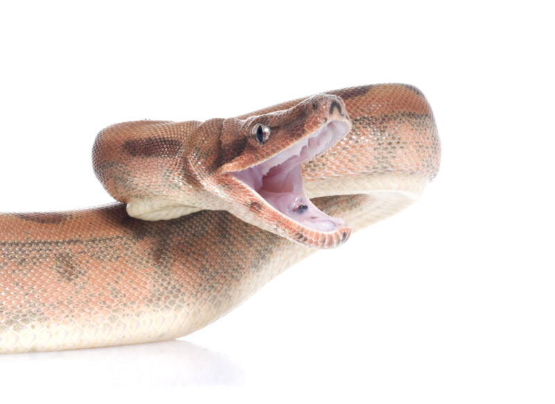 Colombian Boa Constrictor Care Guide - Size & Prices » Petsoid