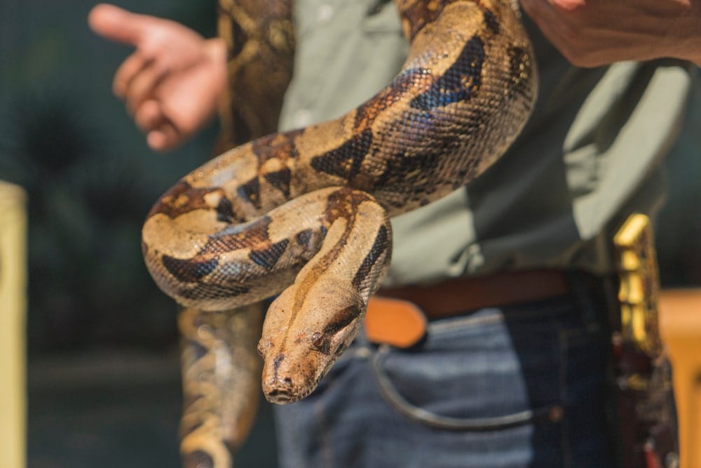 boa constrictor size enemies