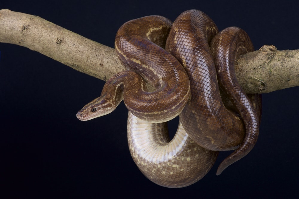 colombian boa constrictor