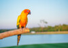 Conure Care Guide - Types, Lifespan & More