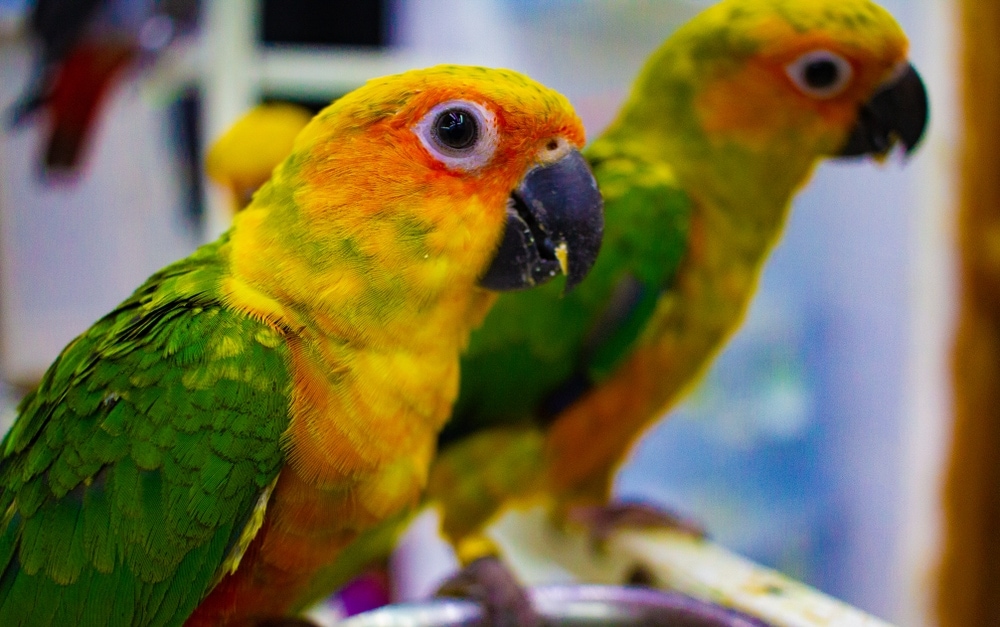 Conure Care Guide - Types, Lifespan & More » Petsoid