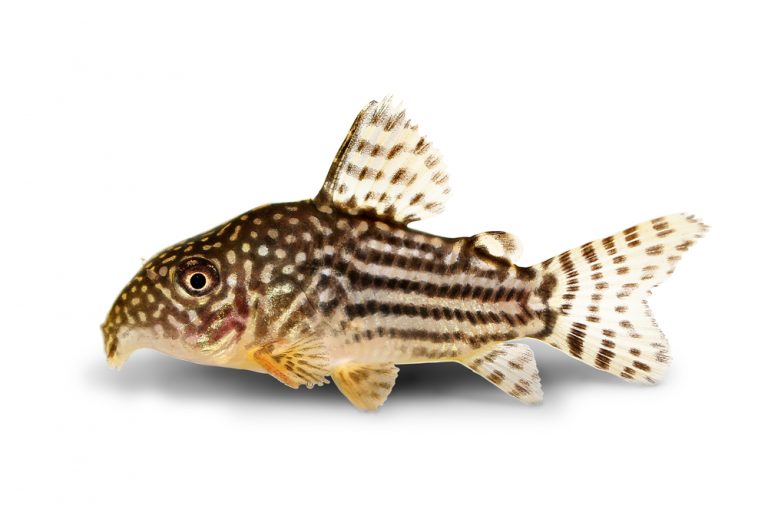 black bottom feeder fish black bottom feeder fish