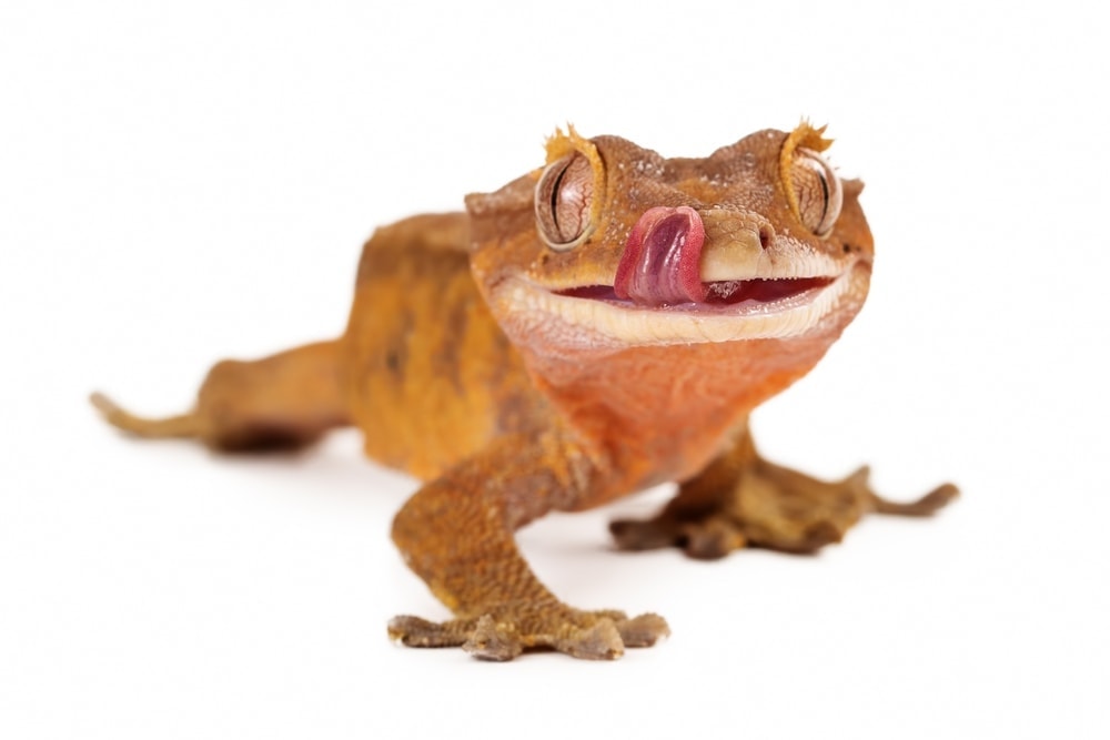 Crested Gecko 2