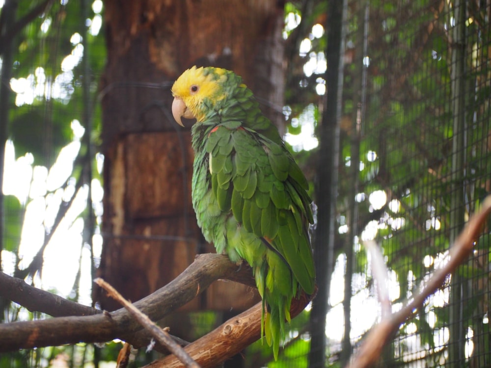 Double yellow headed parrot in forest