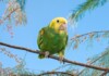Double Yellow Headed Parrot Care Guide - Diet & More