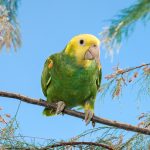 Double yellow headed parrot on stick