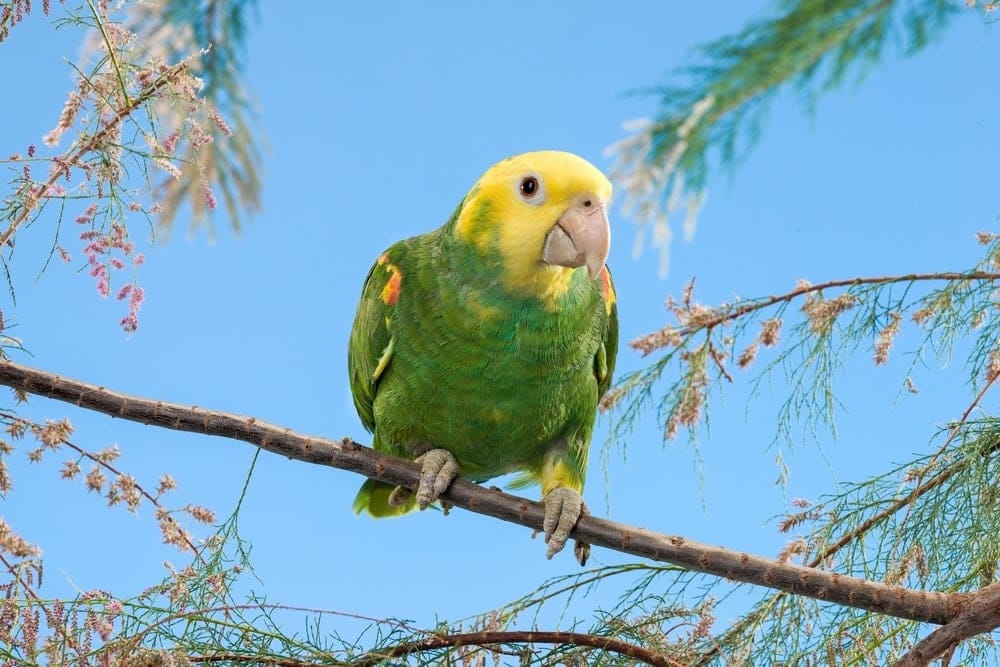 Double yellow headed parrot on stick