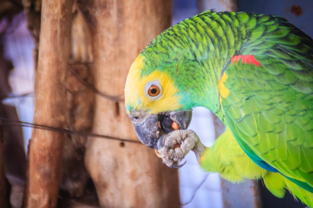 Double yellow headed parrot portrait