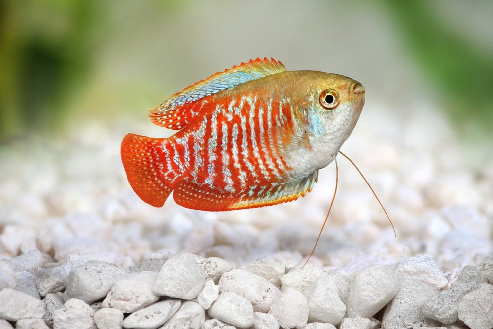 Dwarf Gourami