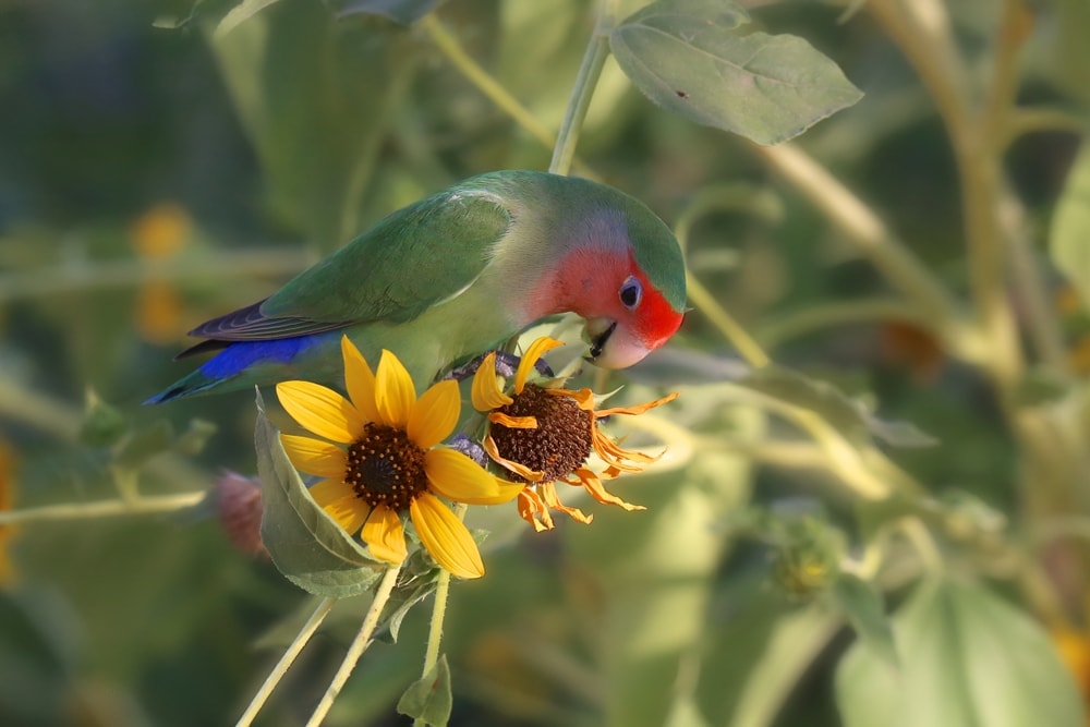 Fischer’s lovebird and flower