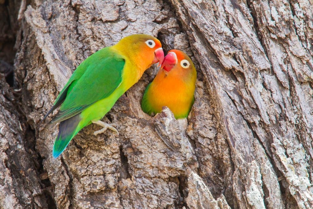 Fischer’s lovebird couple