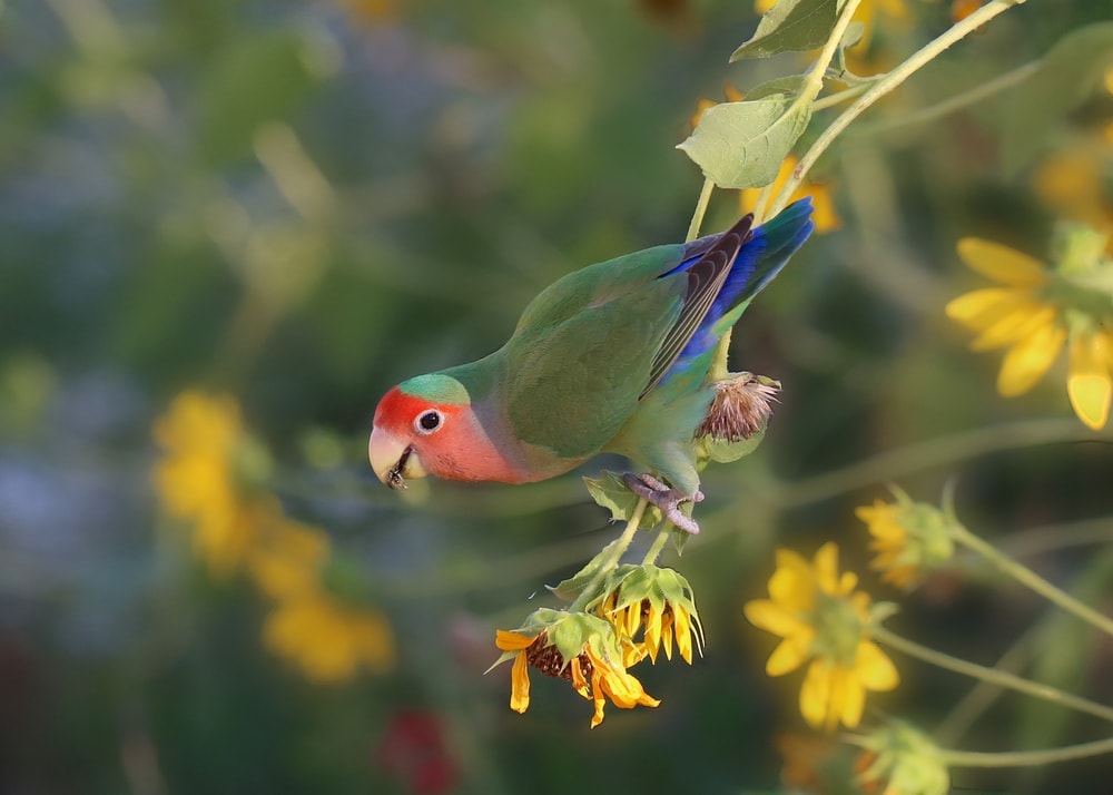 Fischer’s lovebird happy