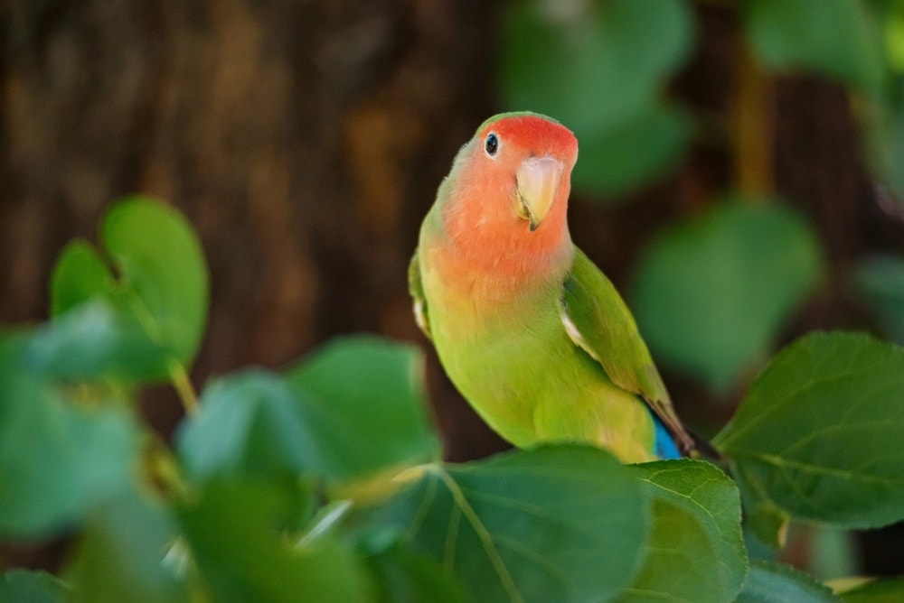 Fischer’s lovebird in the wild