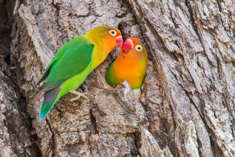Fischer’s Lovebird Care Guide, Info & Price » Petsoid