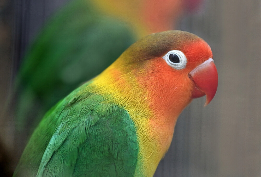 Lovebird Care Guide Types, Lifespan & More » Petsoid