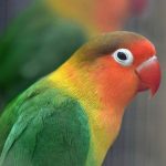Fischer’s lovebird portrait 1