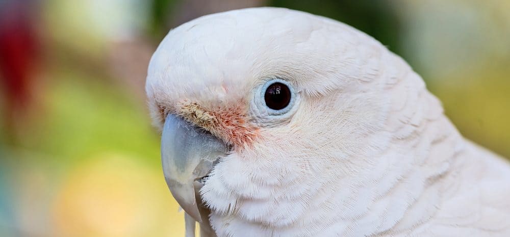 hand feeding goffin cockatoo