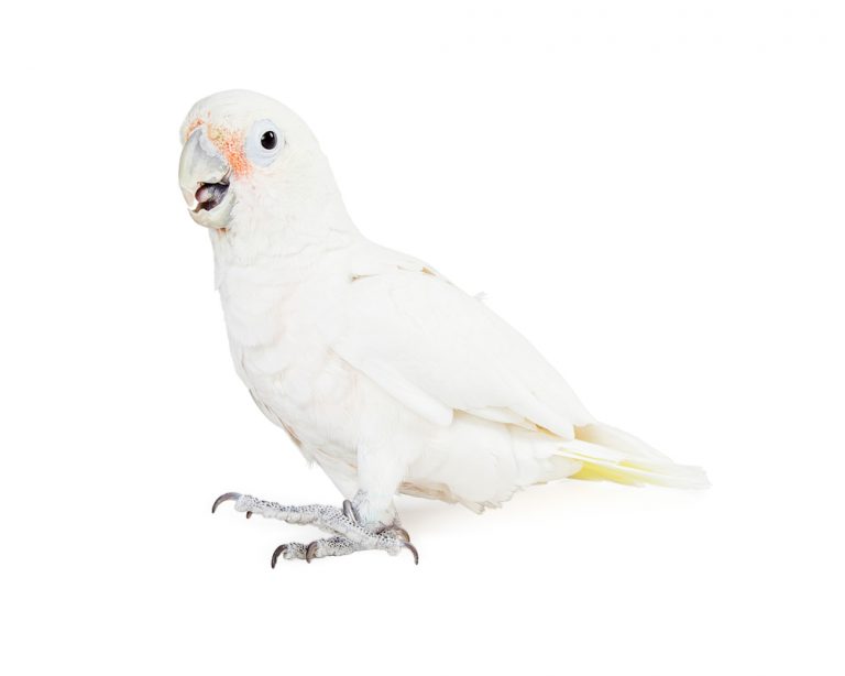 Goffins Cockatoo Care Guide Diet, Lifespan & More » Petsoid