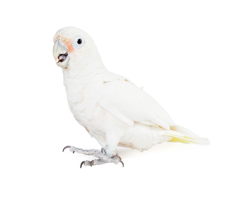 goffin cockatoo plucking feather