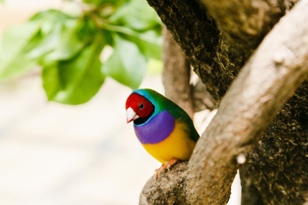 Gouldian finch