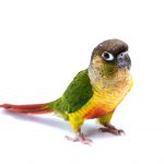 Green Cheeked Conure white background