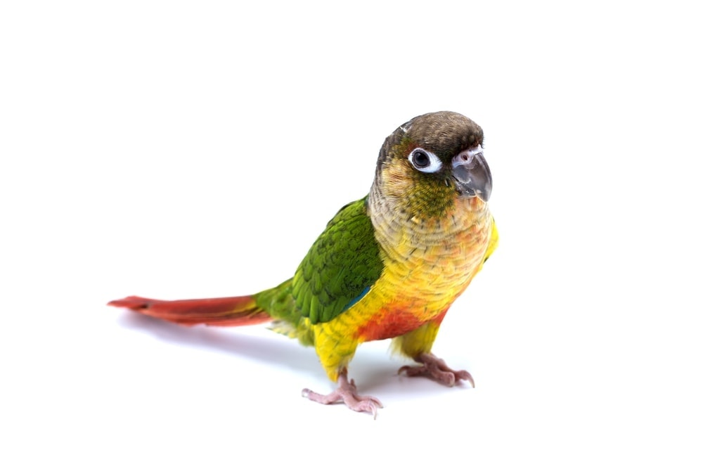 Green Cheeked Conure white background