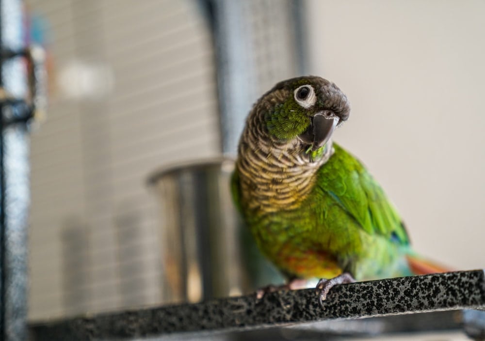 Green Cheeked Conure