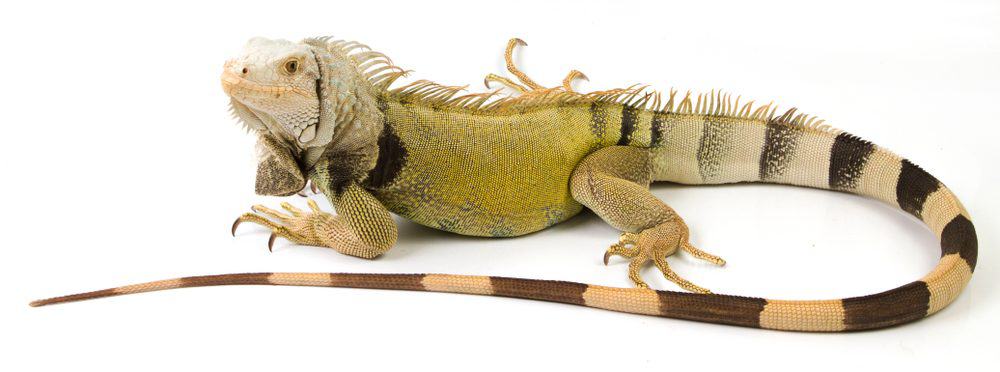 Green Iguana Care Guide Prices Petsoid