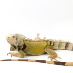 Green Iguana white bg