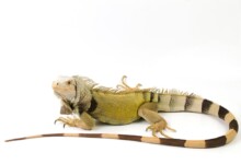 Green Iguana Care guide & prices