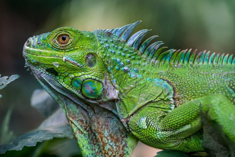 Green Iguanas