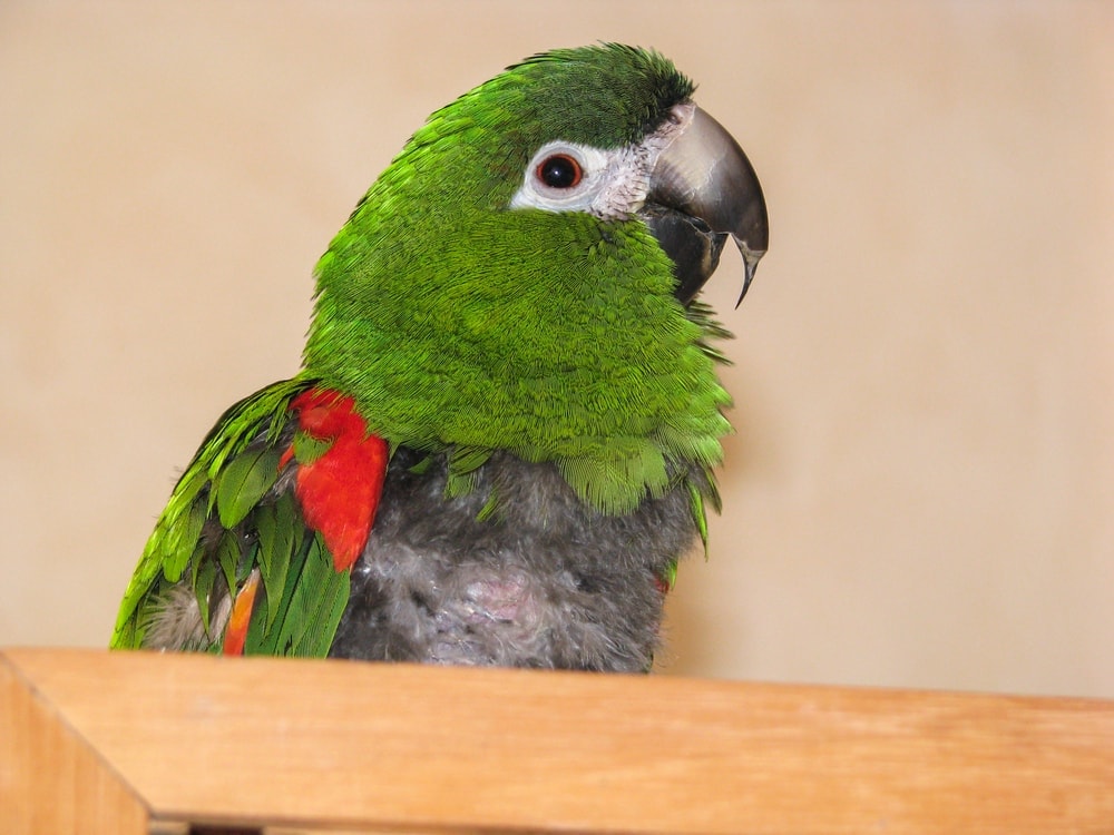 Hahn’s macaw cutie