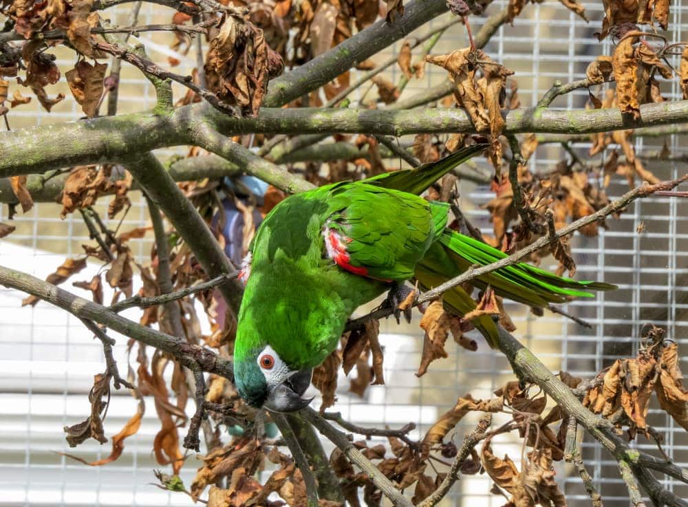 Hahn’s macaw on tree