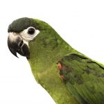 Hahn’s macaw white background 1
