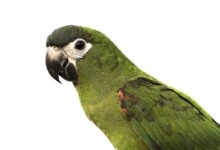 Hahn’s Macaw Care Guide, Info & Price