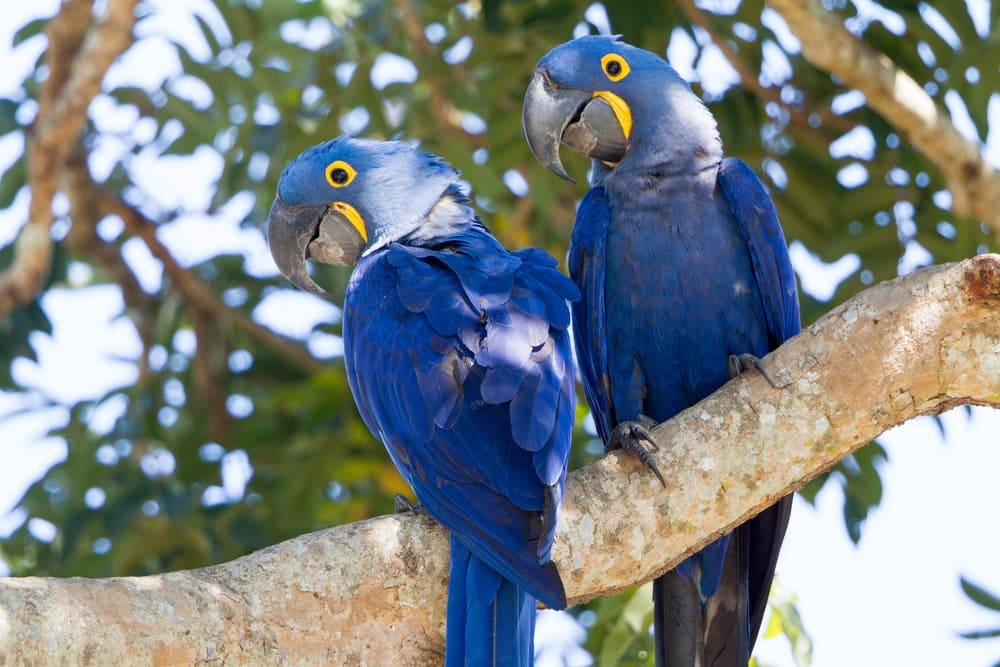 Hyacinth Macaw couple