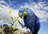 Hyacinth Macaw Care Guide - Diet, Lifespan & More