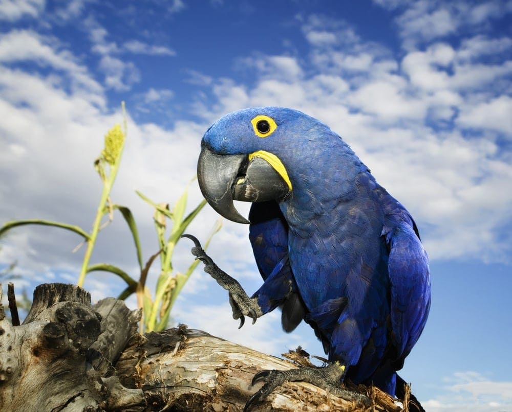 hyacinth-macaw-care-guide-diet-lifespan-more-petsoid