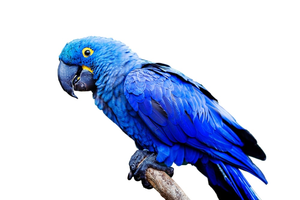 hyacinth-macaw-for-sale-classifieds-uk-free-classified-ads-free-classifieds-uk-online